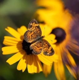 A demo photo of DET "Write about the Photo" questions: butterfly and flower