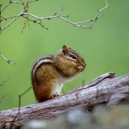 A demo photo of DET "Write about the Photo" questions: a chipmunk