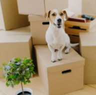 A demo photo of DET "Speak about the Photo" questions: a cheerful dog amidst a sea of cardboard boxes