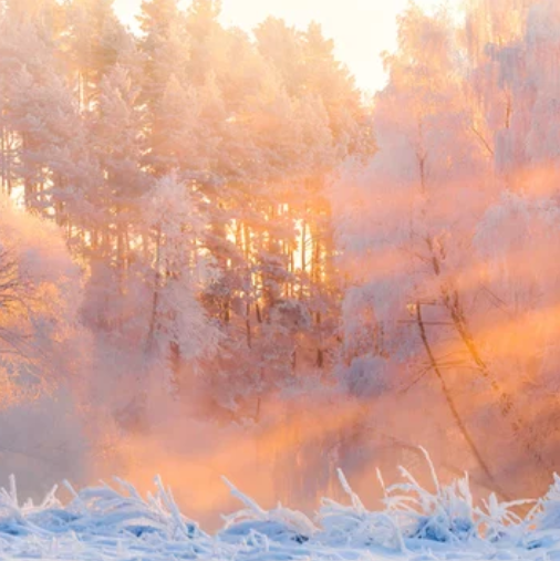 A demo photo of DET "Speak About the Photo" questions: A forest covered in snow.