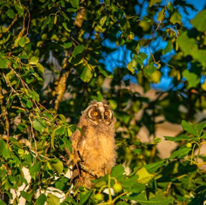 An illustrative example of DET 'Speak About the Photo' questions related to Flora and Fauna.